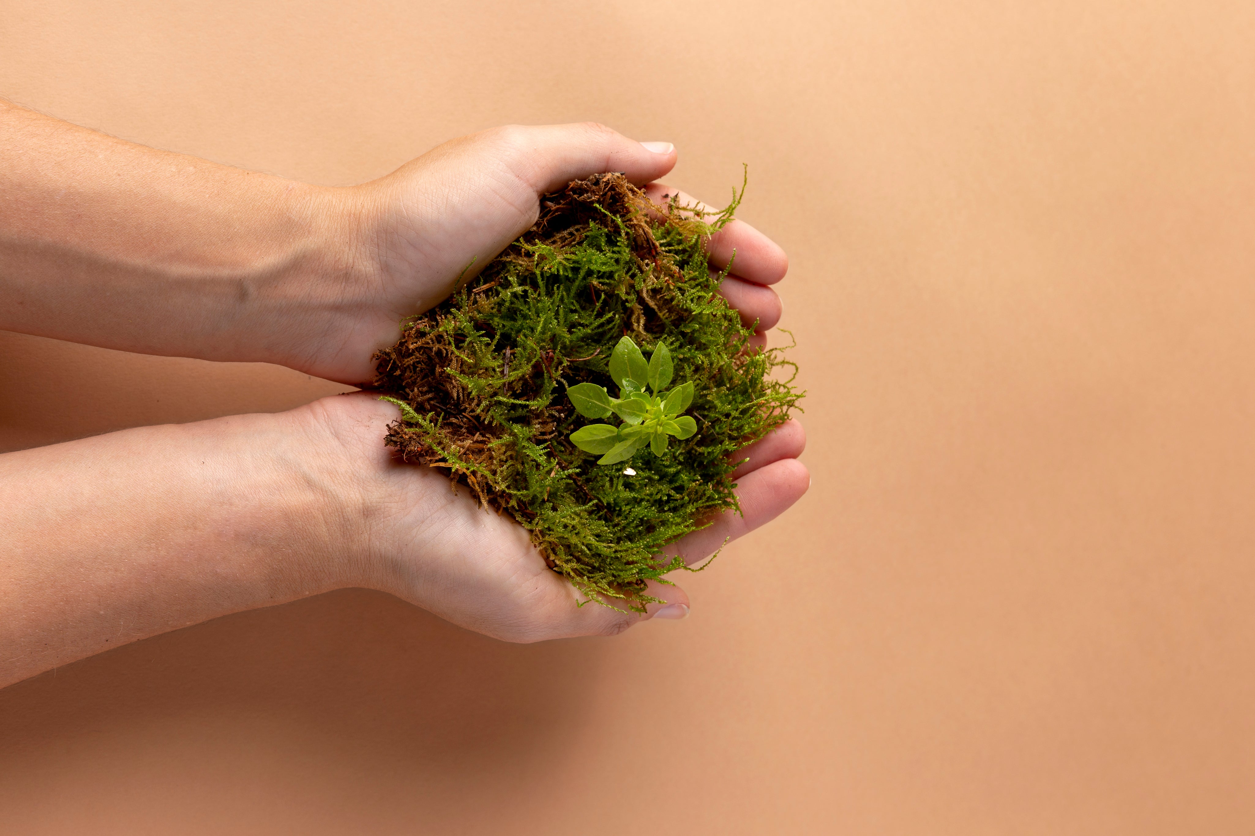 Two hands gently cradle a green seedling nestled in soft moss, set against a warm beige background.