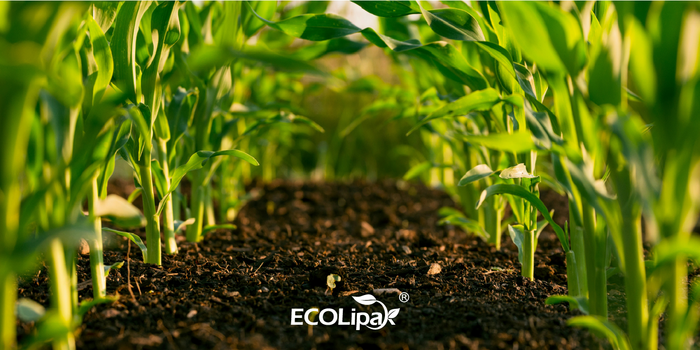 Home Composting vs. Industrial Composting: A Simple Guide to Sustainable Living