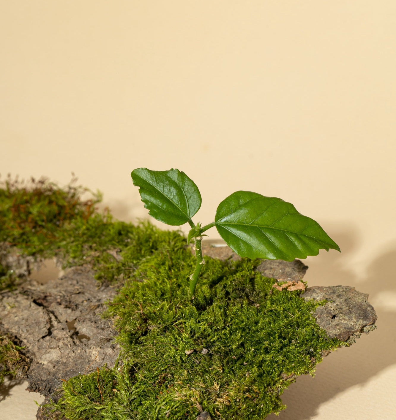 A small green plant with two leaves grows from a moss-covered piece of bark against a soft beige background.