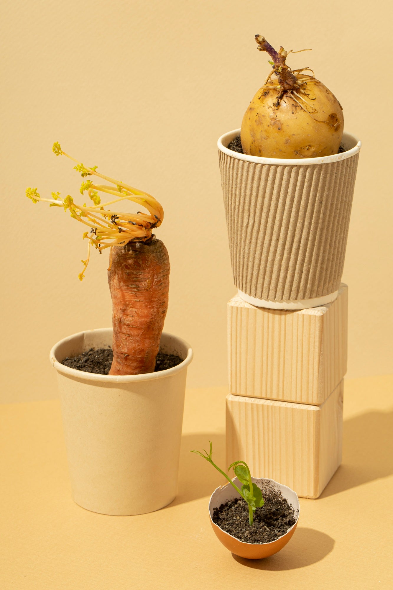 A carrot sprouting from a cup, a potato in a textured cup, and a small plant in an eggshell, stacked on wooden blocks against a beige backdrop.