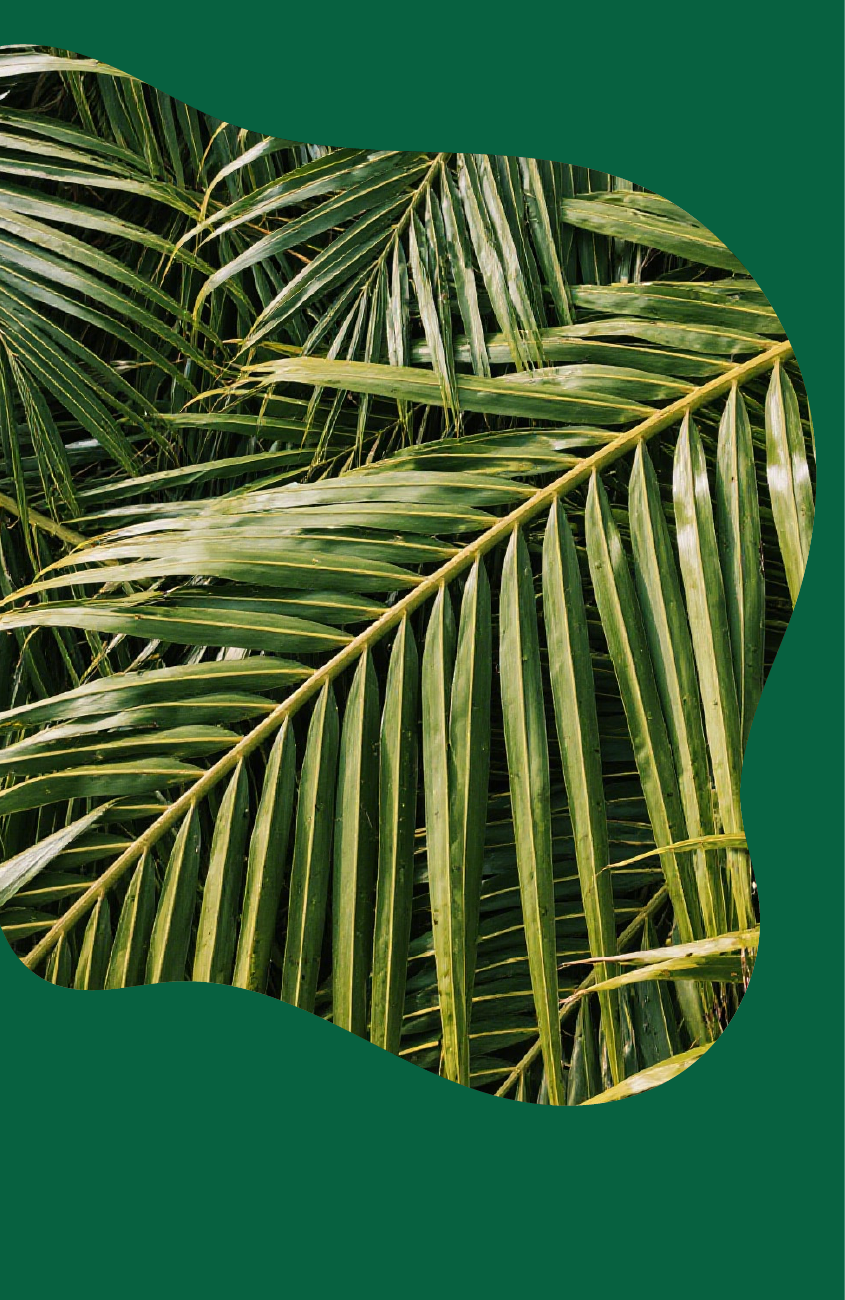 Close-up of lush green palm leaves overlapping, set against a solid dark green background.
