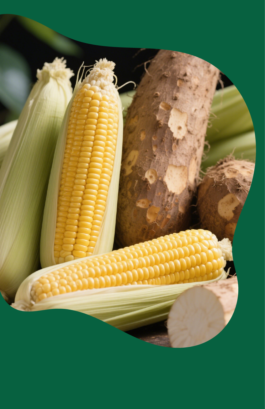 Fresh corn on the cob and yams arranged together on a wooden surface, with a green background highlighting the produce.