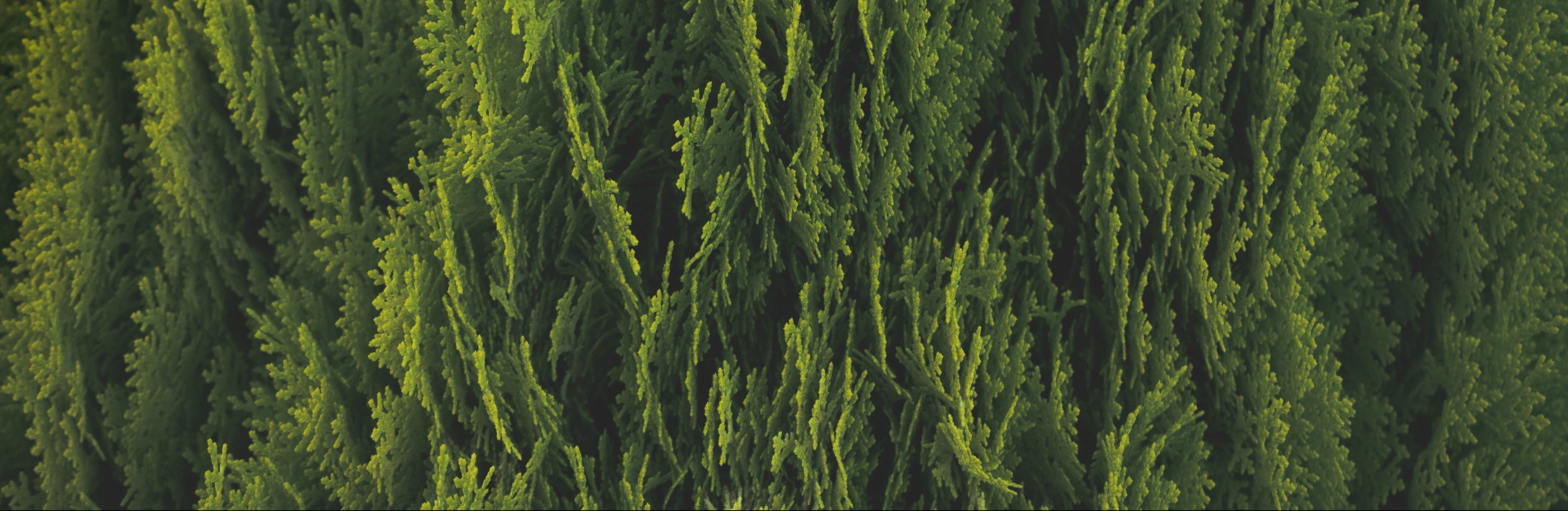 green-pine-leaves-highlighted-by-sunlight from ecolipak